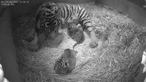 London Zoo Celebrates Birth Of Rare Tiger Cubs | UK News | Sky News