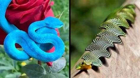 Rarest Snakes in the World | Snake, Rare, World