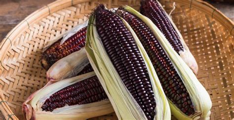 Purple Corn: Description, Flavor, Benefits, And Uses - Gardeners' Magazine