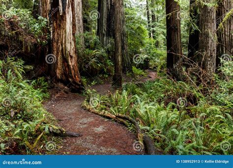 Hiking Trail through Redwoods Stock Image - Image of california, adventure: 138952913