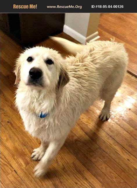 "Great Pyrenees for adoption in Pittsburgh,, Pennsylvania." - ♥ RESCUE ME! ♥ ۬ Great Pyrenees ...