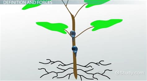 Capillary Action in Plants: Definition & Examples - Video & Lesson Transcript | Study.com