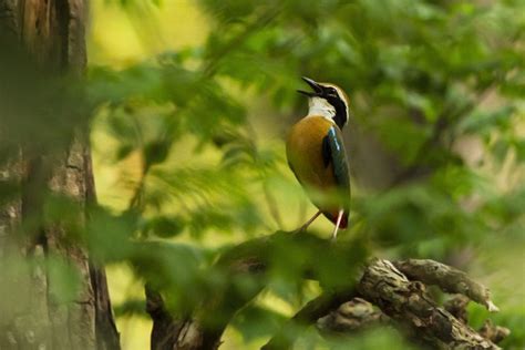 your-bird watching destination-jim-corbett-national-park