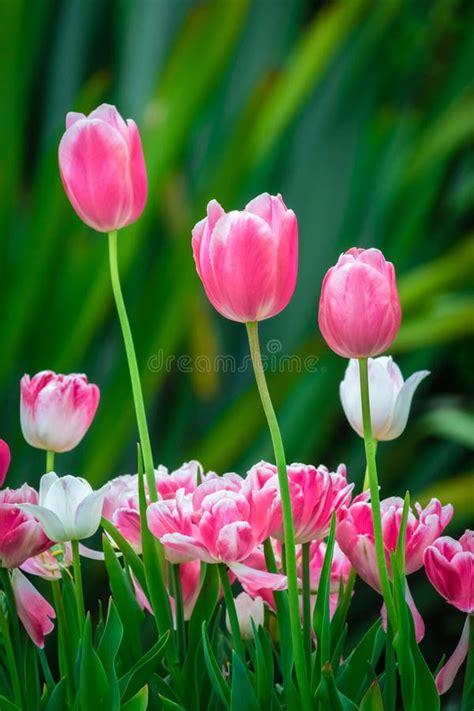 Pink and Purple Tulips in the Garden Stock Image - Image of macro ...