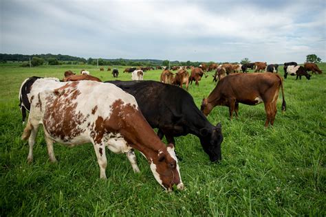 ‘Grassland 2.0’ seeks to transform Upper Midwest agriculture through perennial grasslands ...