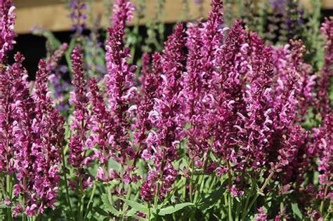 Salvia: How to Plant, Grow, and Care for Salvia Flowers (Sage) | The ...