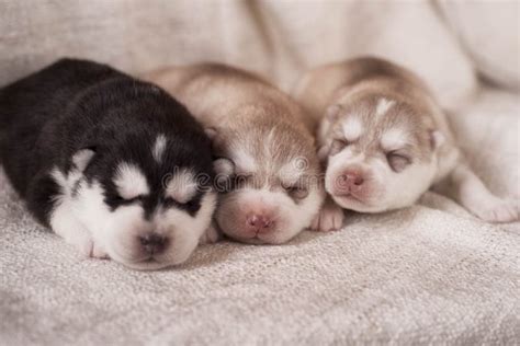 Newborn Siberian Husky Puppies Stock Photo - Image of pedigree ...