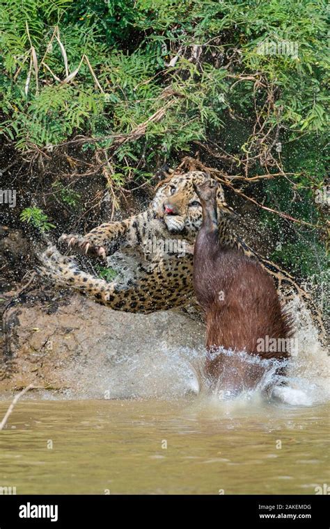 Jaguar (Panthera onca) male, hunting Capybara (Hydrochoerus ...