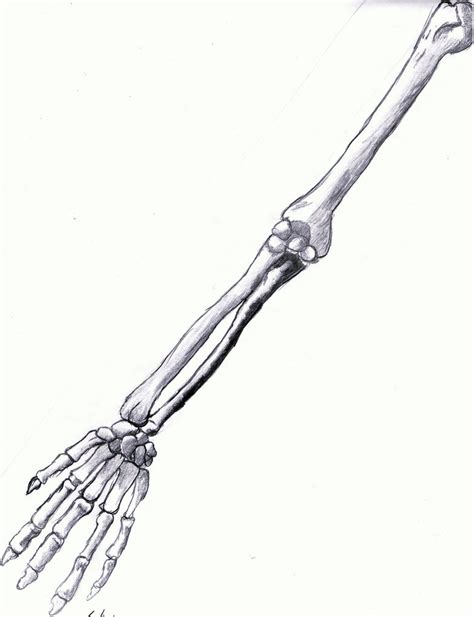 Arm Bones by Giacotti on DeviantArt