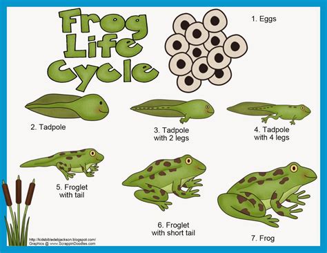 Sheenaowens: Life Cycle Of A Frog Printable