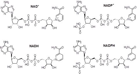 NAD/NADH and NADP/NADPH | AAT Bioquest