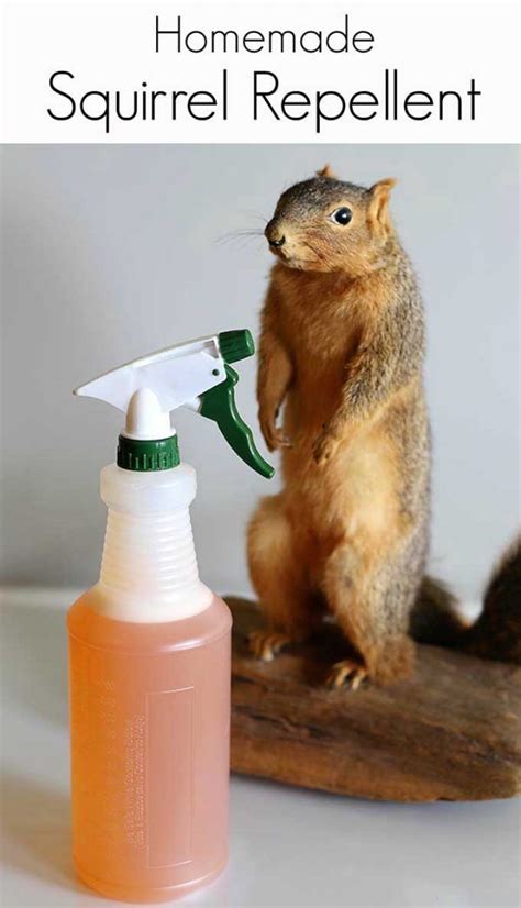 Homemade Squirrel Repellent Recipe 🐿️ - House of Hawthornes | Get rid of squirrels, Squirrel ...