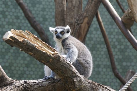 Katta (Lemur catta) Foto & Bild | tiere, zoo, wildpark & falknerei ...