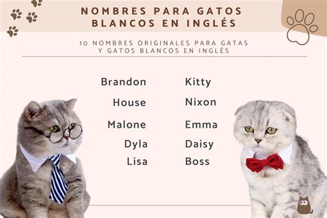 +300 nombres para GATOS BLANCOS - MACHOS y HEMBRAS