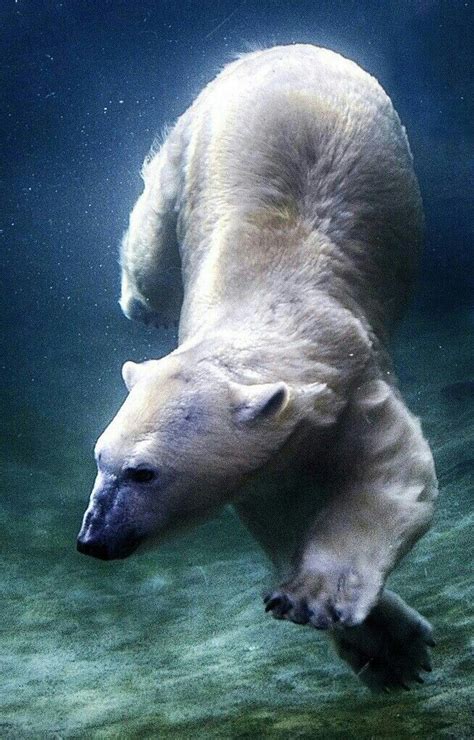 Beautiful Underwater Swimming Polar Bear! | Polar bear, Bear, Animals