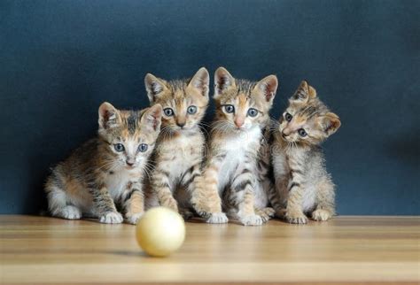 Four cute cats stock image. Image of backgrounds, pets - 20650677