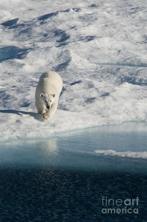 Polar bear hunting Photograph by Jodi Gaylord - Fine Art America