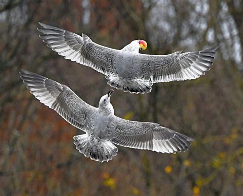 European Herring Gull by Carl Bovis - BirdGuides