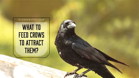 What To Feed Crows To Attract Them-The Complete Guide!