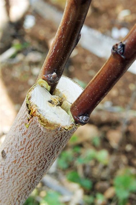 Grafting Fruit Trees | Grafting fruit trees, Pruning fruit trees ...