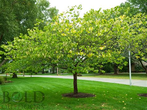 Eastern Redbud - Bold Outdoors | Flower Tree Shrub Plants Installation