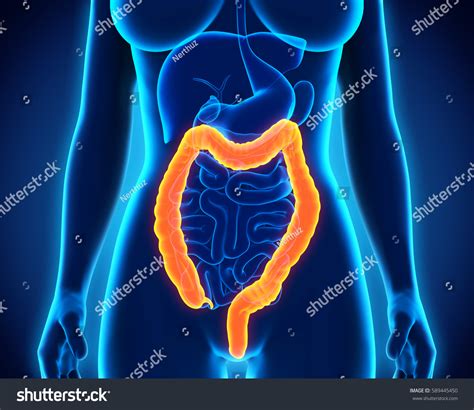 Human Colon Anatomy 3d Rendering Stock Illustration 589445450