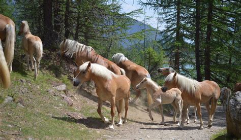 Haflinger Horse Breed Profile - Color, Temperament & Price - Helpful Horse Hints