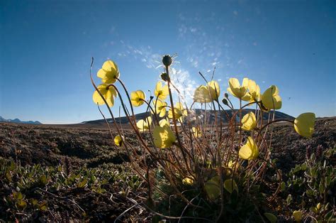 Arctic Poppy and Purple Saxifrage in Greenland 2025 - Rove.me