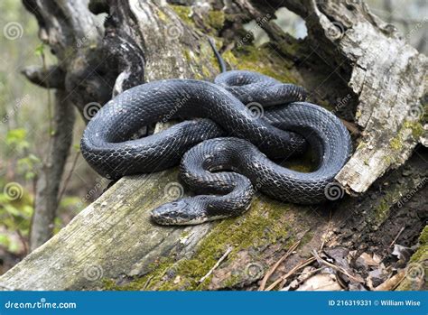 Eastern Black Rat Snake Coiled on a Log in Georgia Woods Stock Image ...