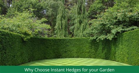 Why Choose Instant Hedging for your Garden? - Readyhedge