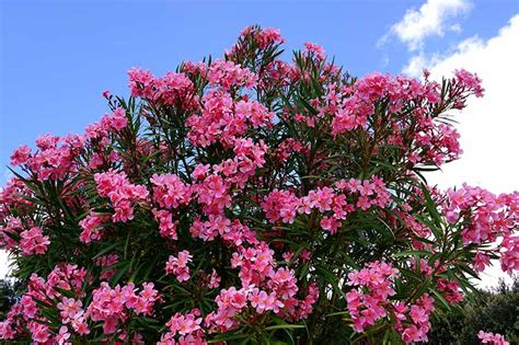 Gardeners, Beware! Oleander Is Poisonous When Eaten