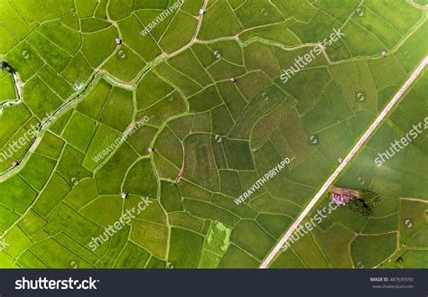 Rice Farm Map Bird Eye View Stock Photo (Edit Now) 487635550