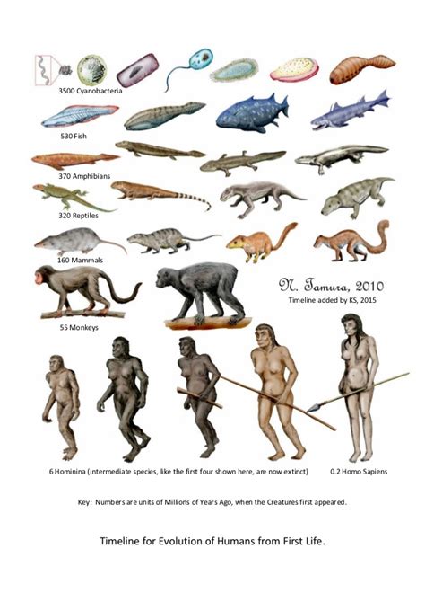 Evolution Of The Human