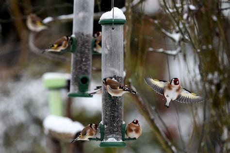 Common French bird species face 'unrelenting' decline