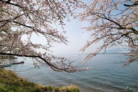 800 Cherry Trees Full Blossom at Lake Biwa – Travelmomo