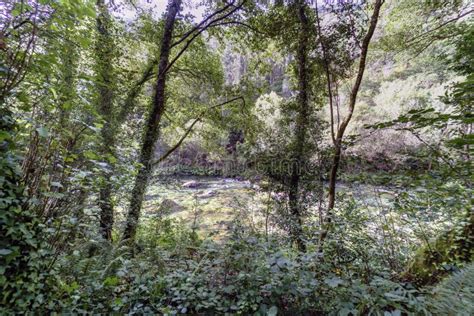 View from a Riverbank Covered with Trees and Vegetation of the R Stock Image - Image of points ...