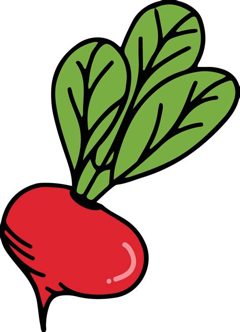 Radish drawing isolated 22419748 Vector Art at Vecteezy