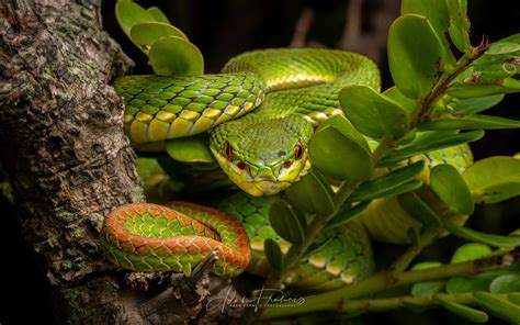 Bamboo Viper - Trimeresurus albolabris — HongKongSnakeID.com