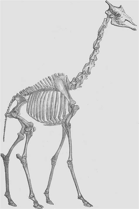 Giraffe Skeleton Drawing - ReusableArt.com | Animal skeletons, Skeleton drawings, Giraffe