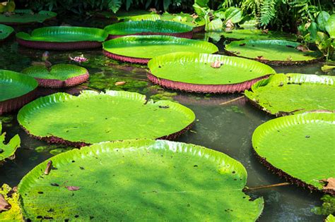 Flower Of The Victoria Amazonica Or Victoria Regia Stock Photo - Download Image Now - iStock