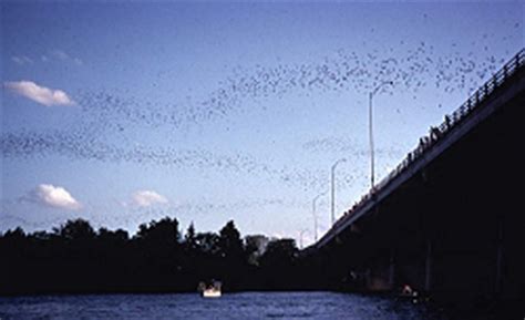 Starling Travel » Austin, Texas: The Congress Bridge Bats