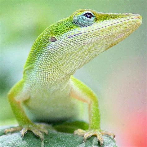 Pin by ELSA HINOJOSA on Para pintar | Cute reptiles, Anole, Cute little ...