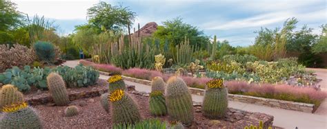 Desert Botanical Garden