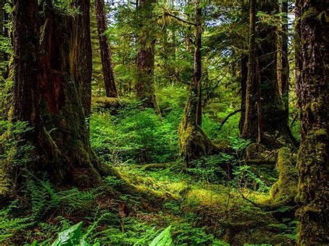 The Tongass National Forest is home to beaches, campgrounds and hiking ...