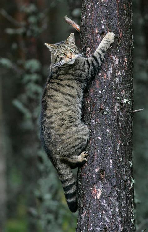 Ron Bury's Wildlife: More than 100 cats trapped in fight to save endangered Scottish wildcats