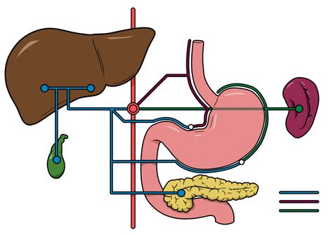 The Coeliac Axis/Trunk Diagram | Quizlet