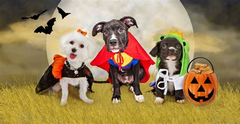 10 Easy DIY Dog & Horse Costumes for Halloween