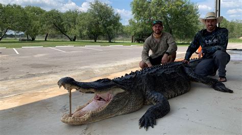 Hunters catch 'monster' 14-foot alligator in Texas, netizens calls it 'once-in-a-lifetime gator ...