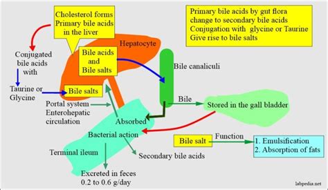 Urine For Bile pigments (Bilirubin, Urobilinogen, and Bile Salts ...