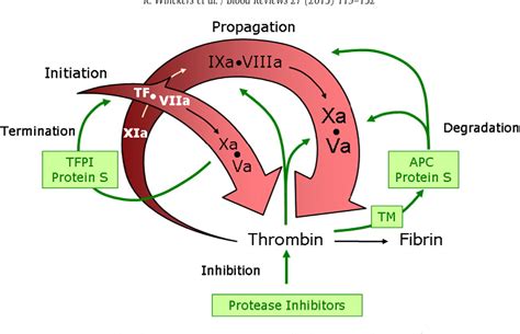 The role of tissue factor pathway inhibitor in atherosclerosis and arterial thrombosis ...